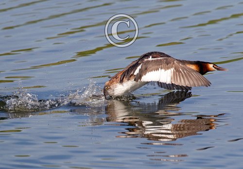 Great Crested Grebe DM1423